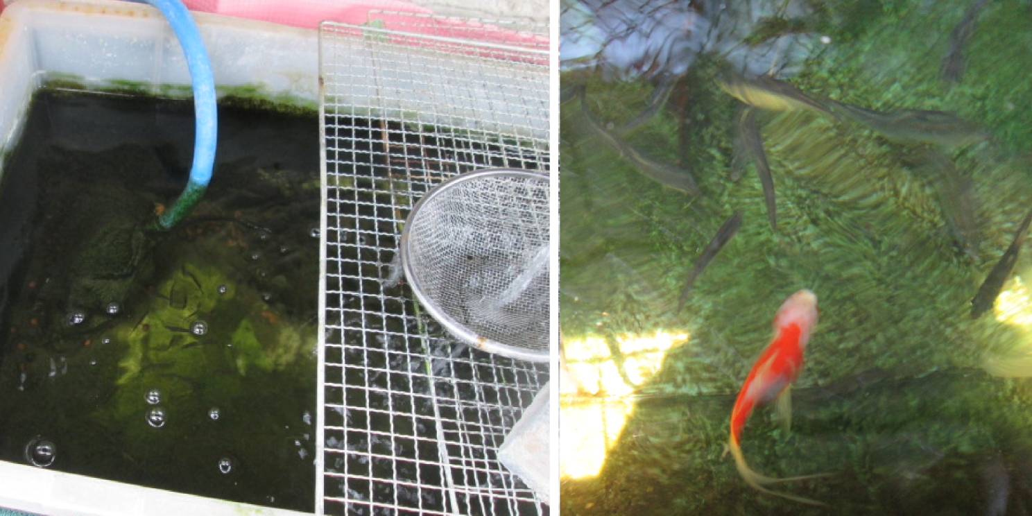 飼育に向く魚の種類と入手方法 ぼんちすとのアクアポニックス