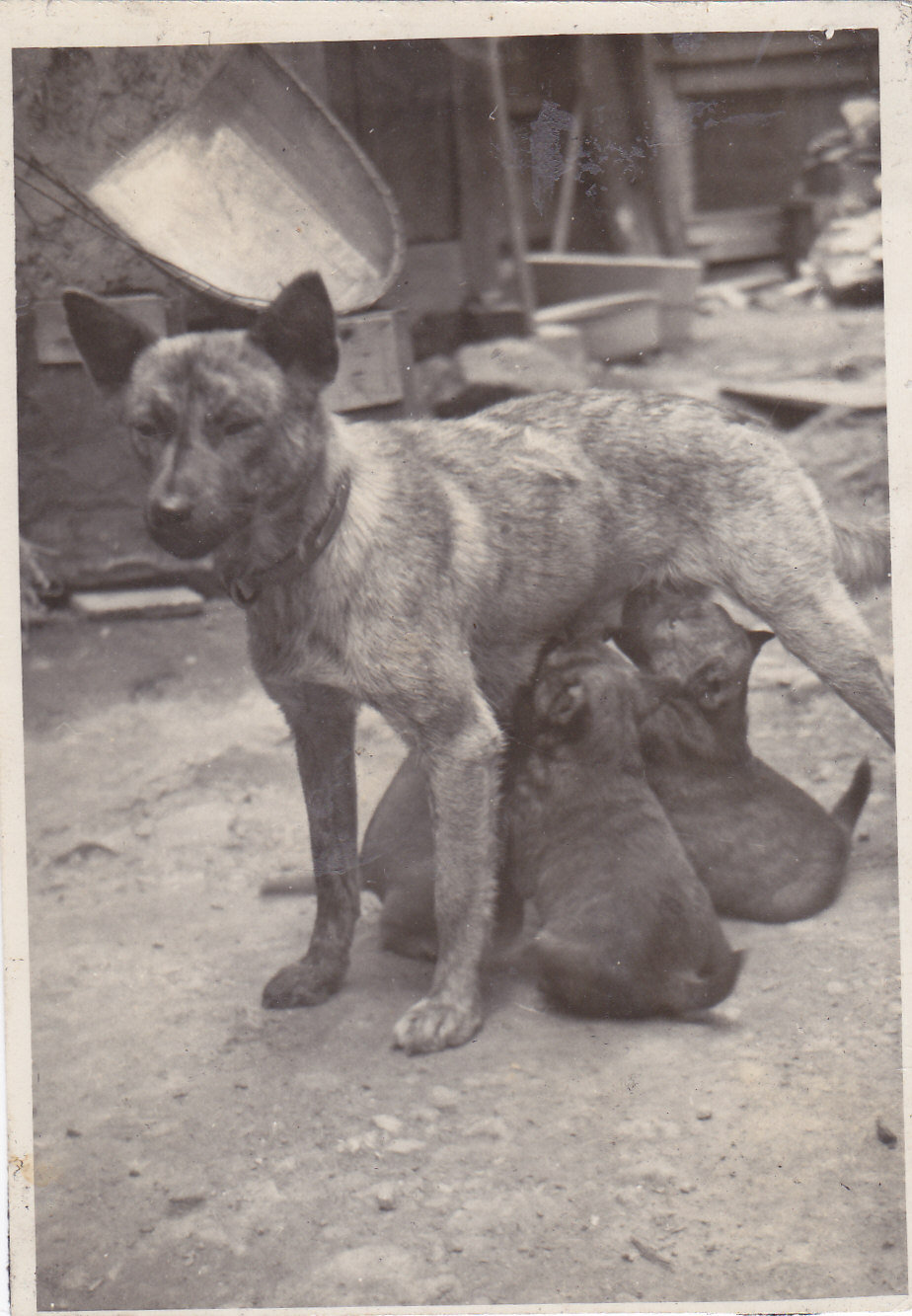 天然記念物 甲斐犬の貴重な写真 ぼんちすとのアクアポニックス