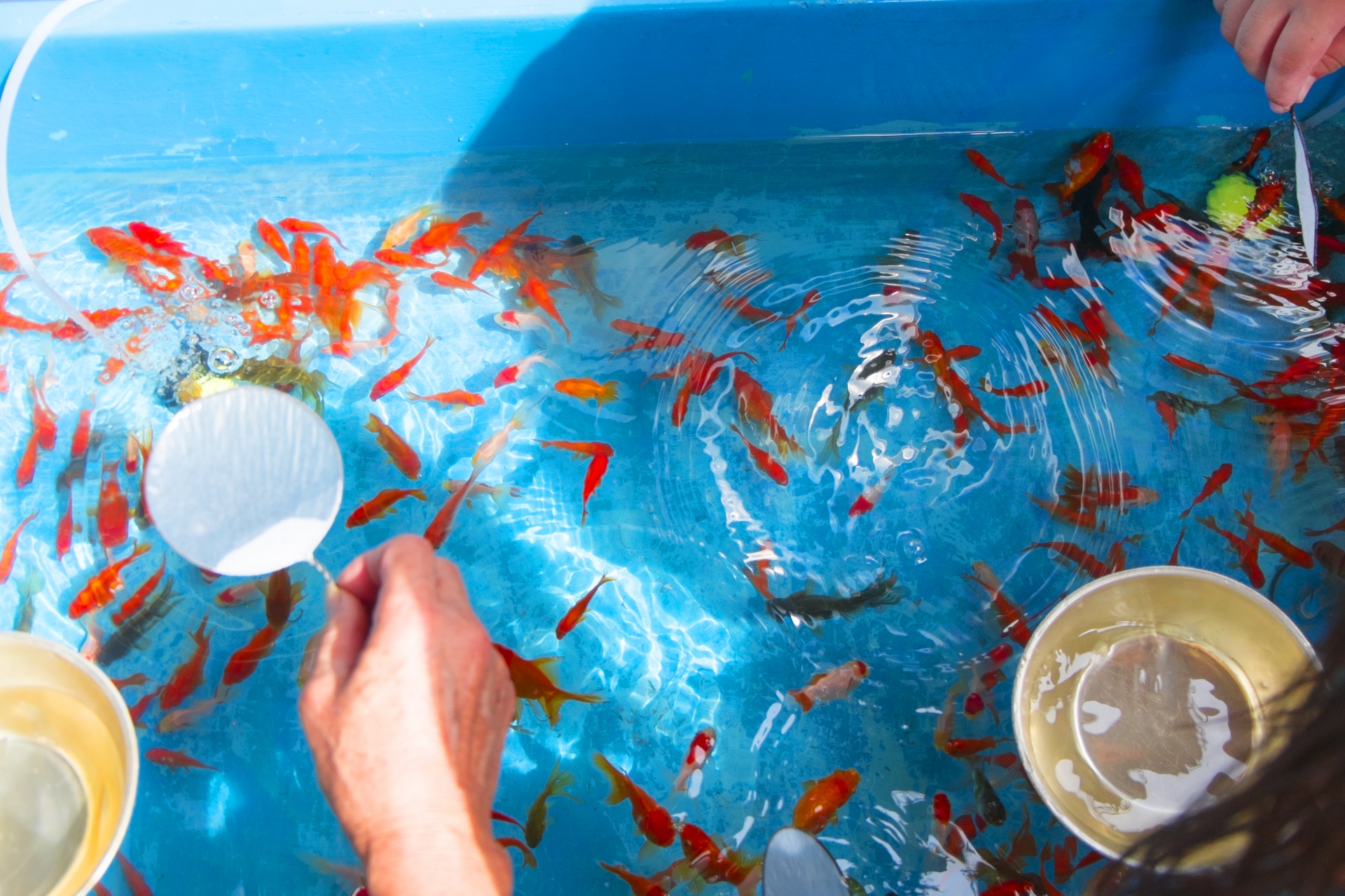 金魚を飼っているならベランダ菜園のチャンス ぼんちすとのアクアポニックス