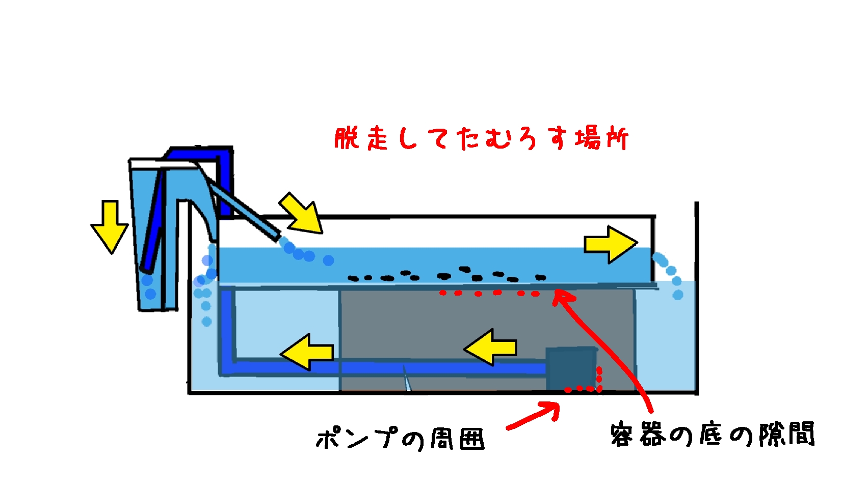 ホタルの養殖に挑戦してみた ぼんちすとのアクアポニックス